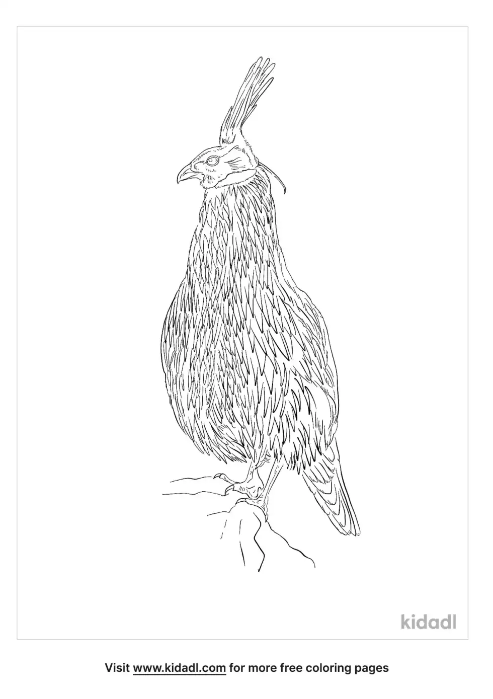 Koklass Pheasant Coloring Page