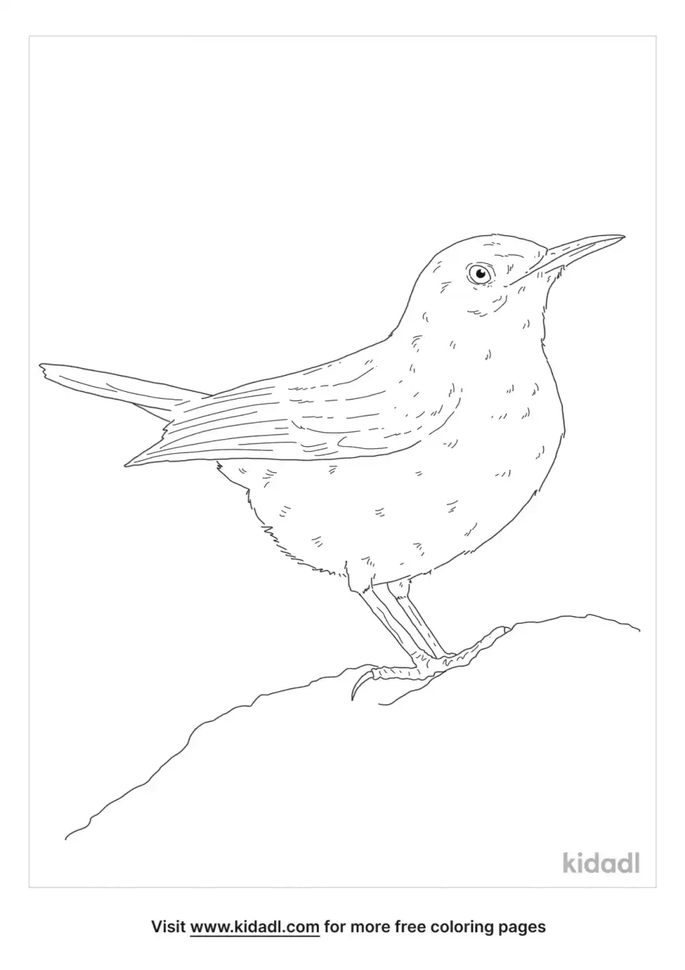Rock Wren Coloring Page