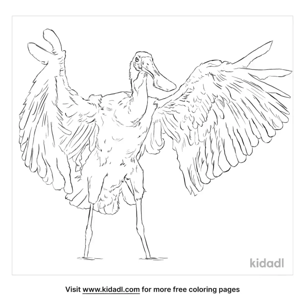 Spoonbill Coloring Page