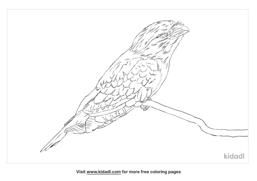 Frogmouth Bird Coloring Page
