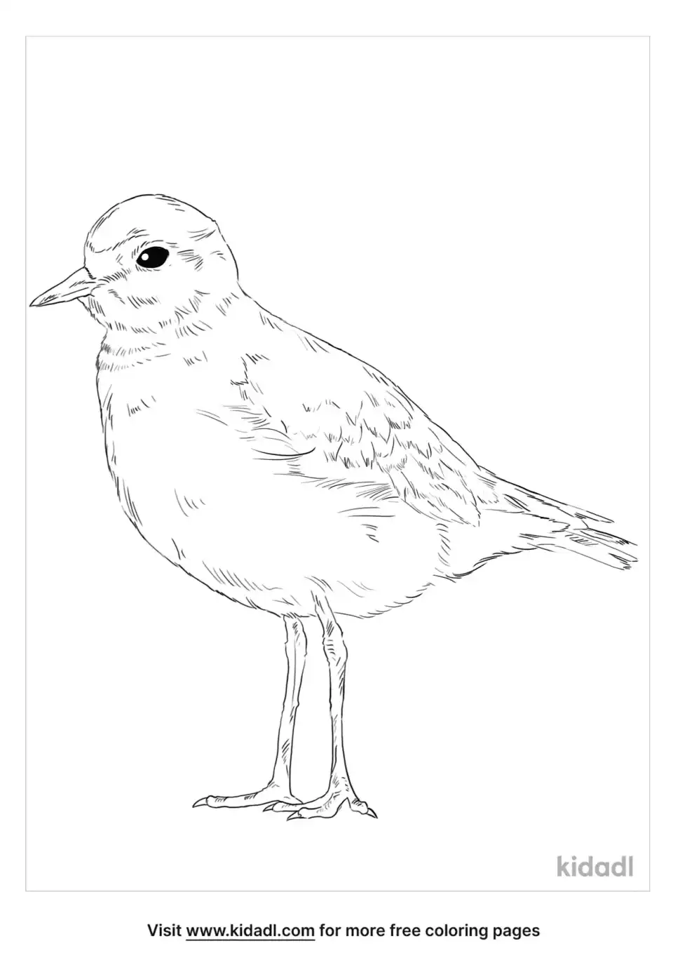 Mountain Plover Coloring Page