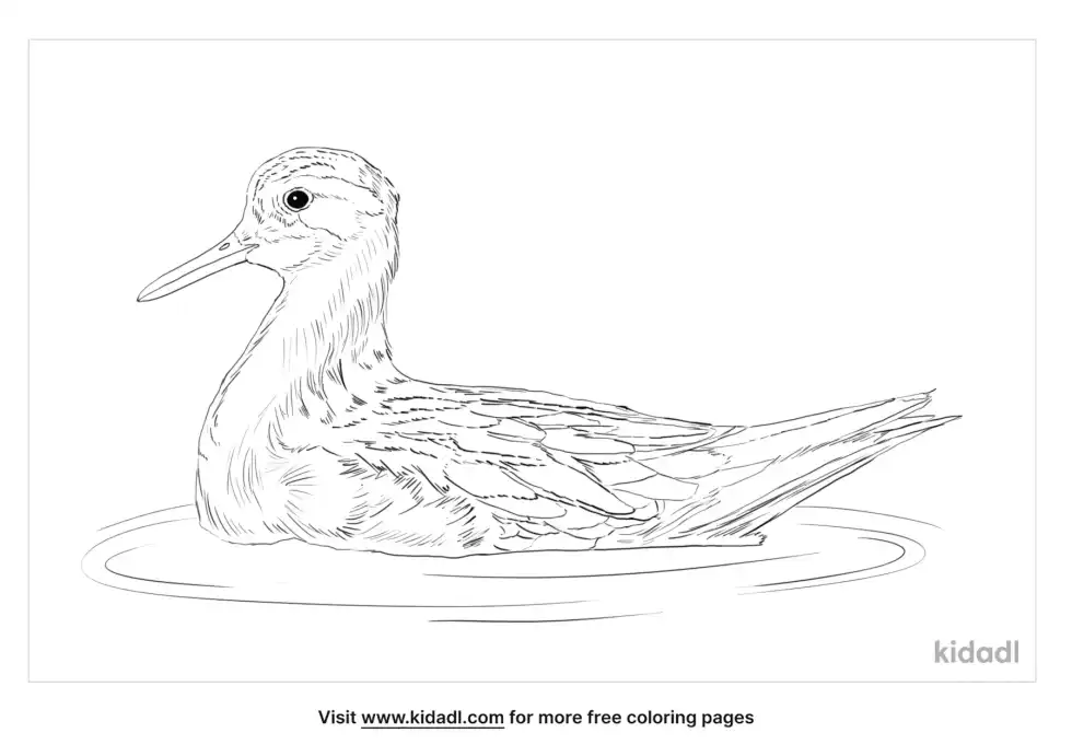 Red Phalarope Coloring Page
