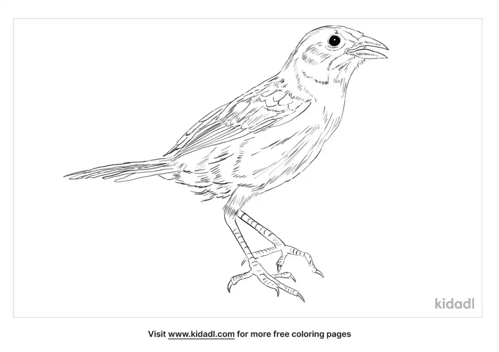 Seaside Sparrow Coloring Page