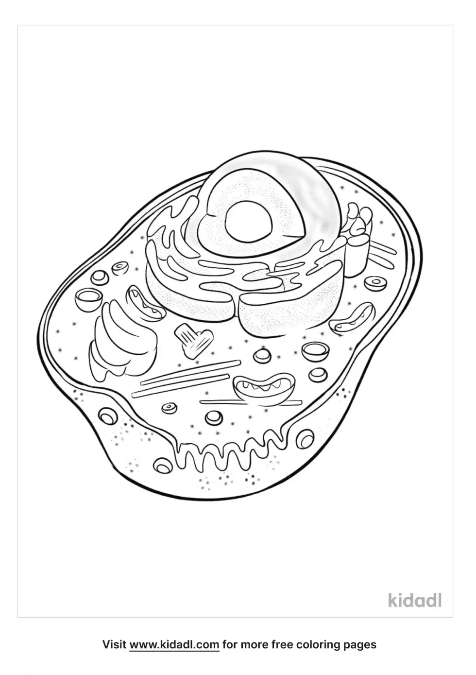 Animal Cell Coloring Page