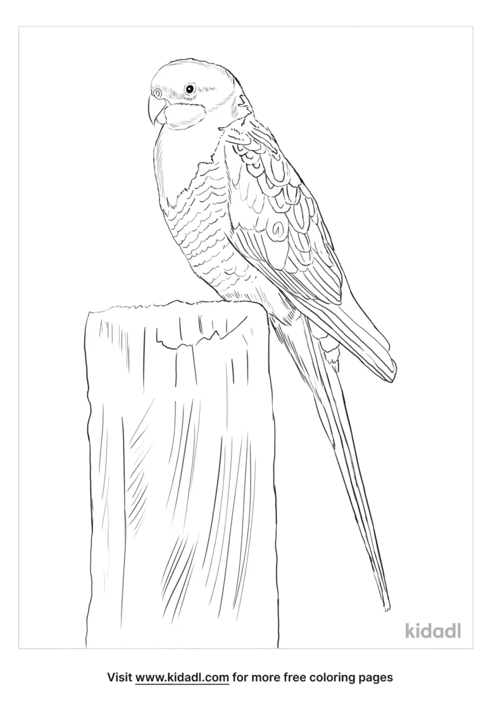 Eastern Rosella Coloring Page