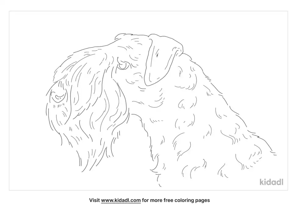 Kerry Blue Terrier Coloring Page