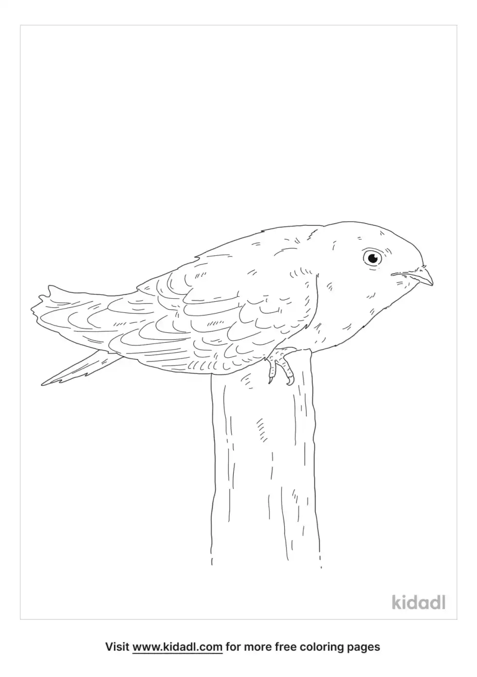 Common Swift Coloring Page
