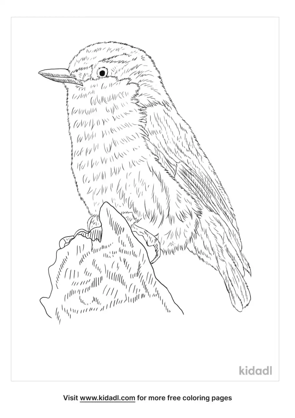 Pygmy Nuthatch Coloring Page