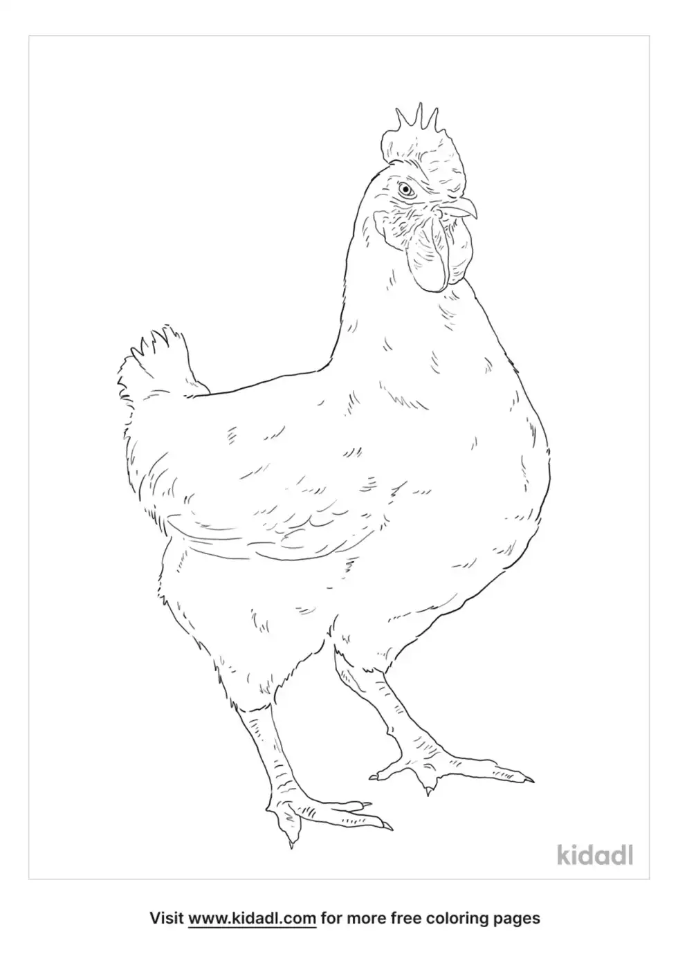 Leghorn Chicken Coloring Page