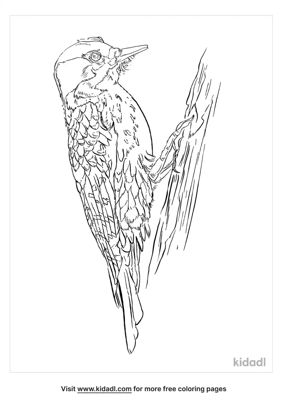 Red-Cockaded Woodpecker Coloring Page