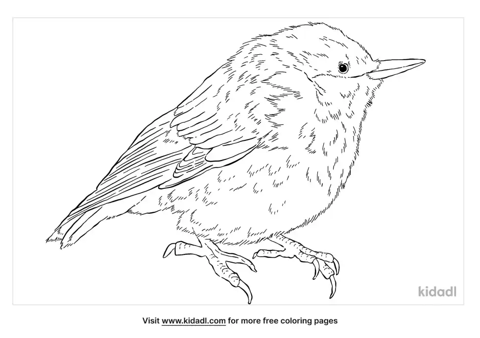 Brown-Headed Nuthatch Coloring Page