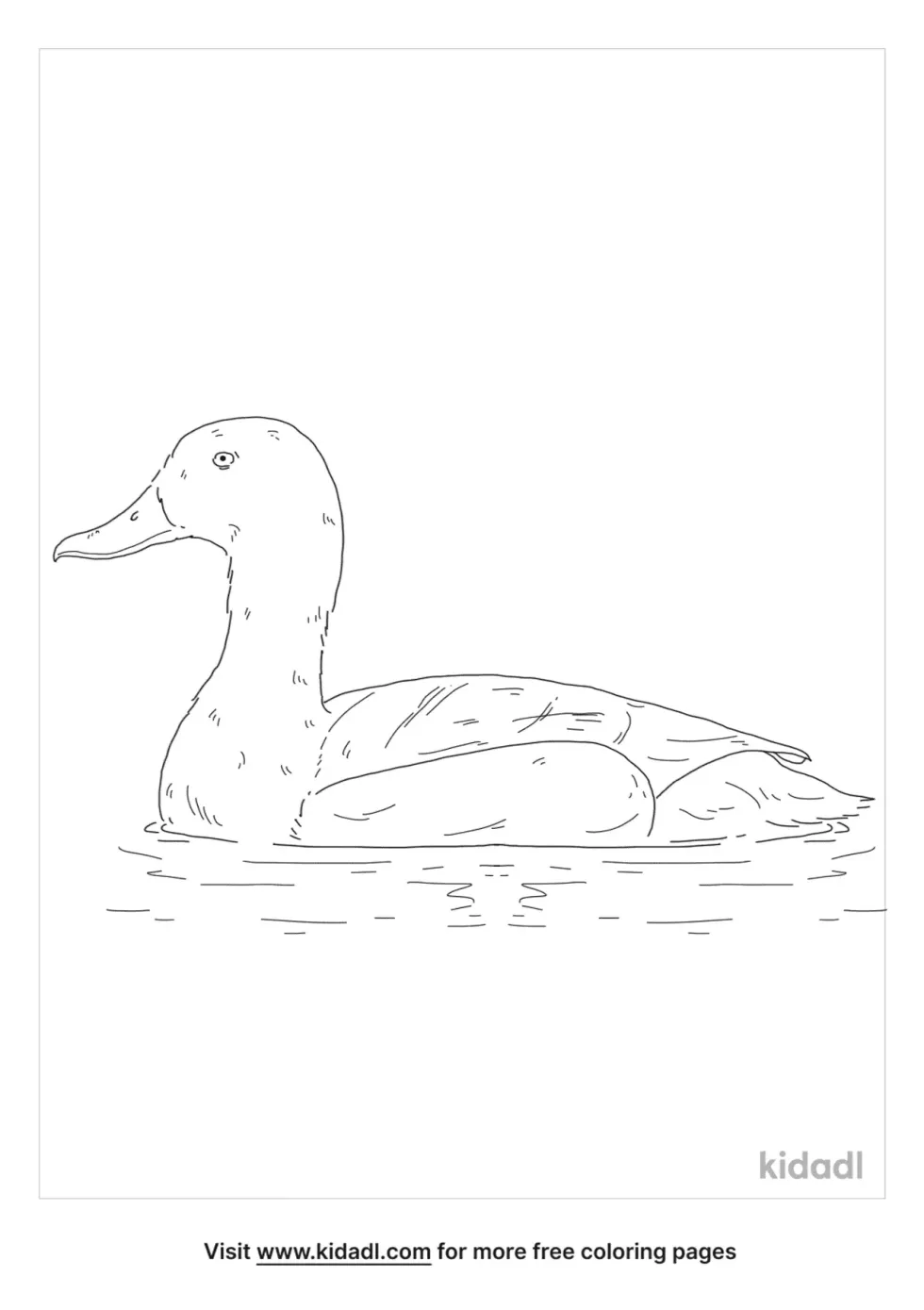 Greater Scaup Coloring Page