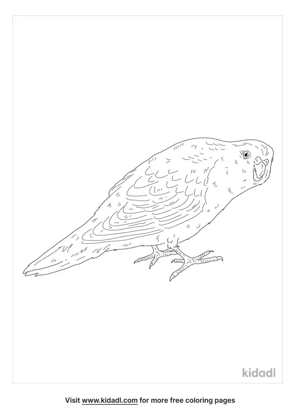 Night Parrot Coloring Page