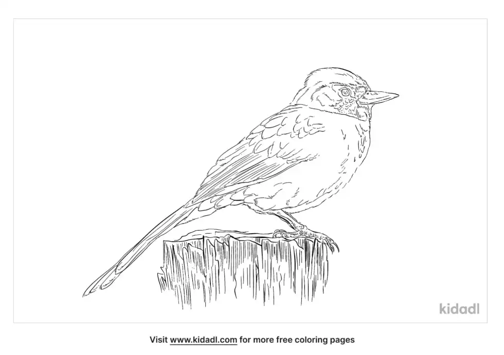 Acadian Flycatcher Coloring Page