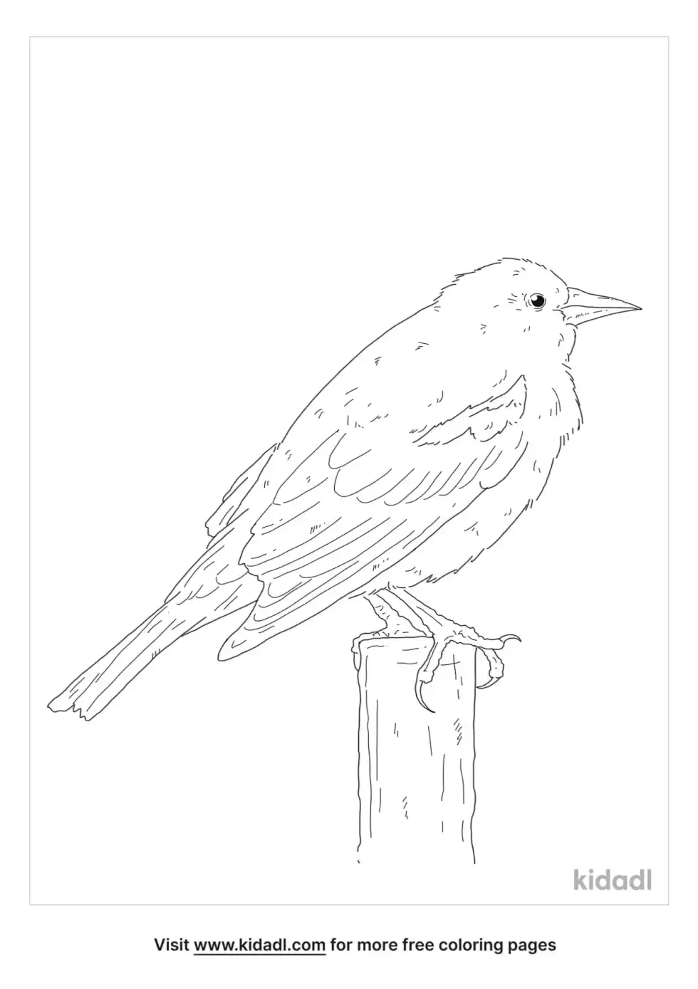 Ticolored Blackbird Coloring Page
