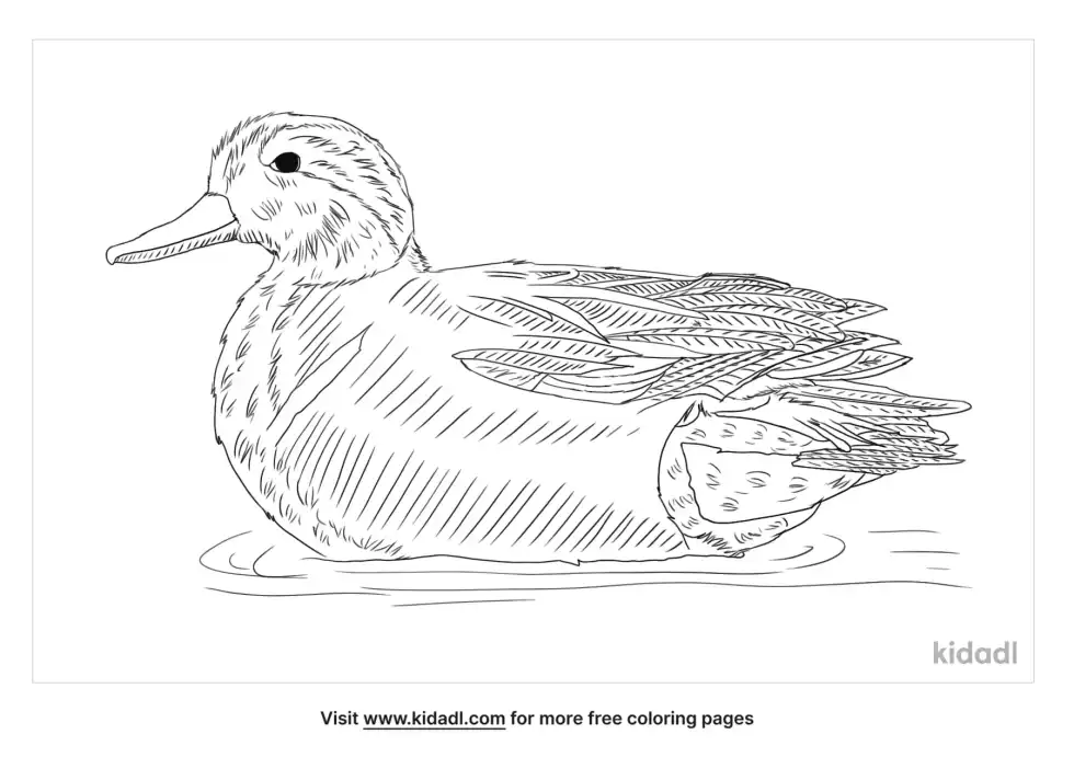Green-Winged Teal Coloring Page