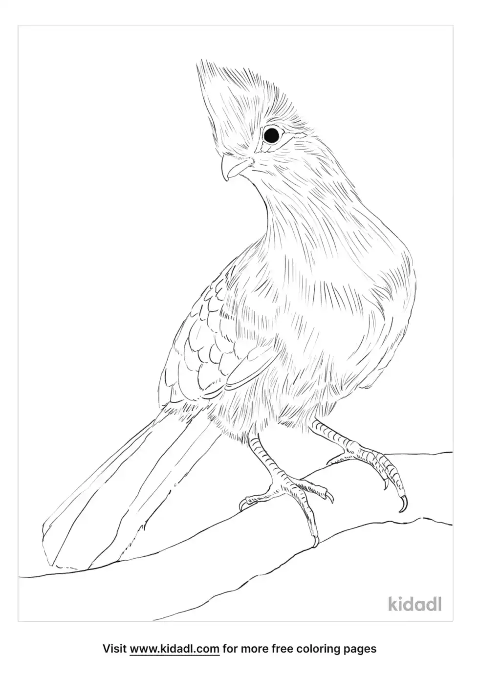 Knysna Turaco Coloring Page