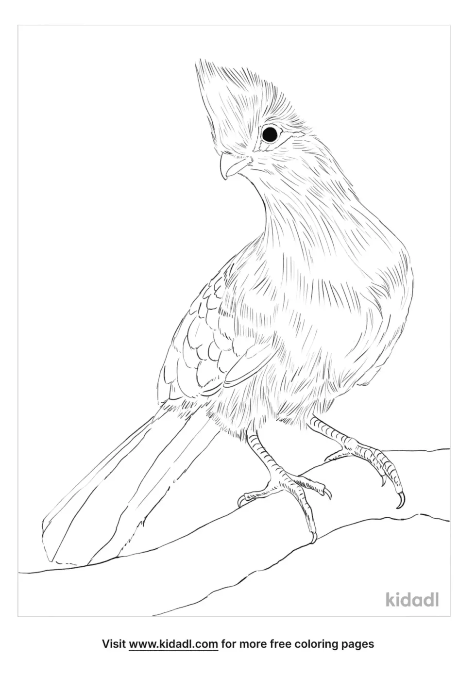 Knysna Turaco Coloring Page 