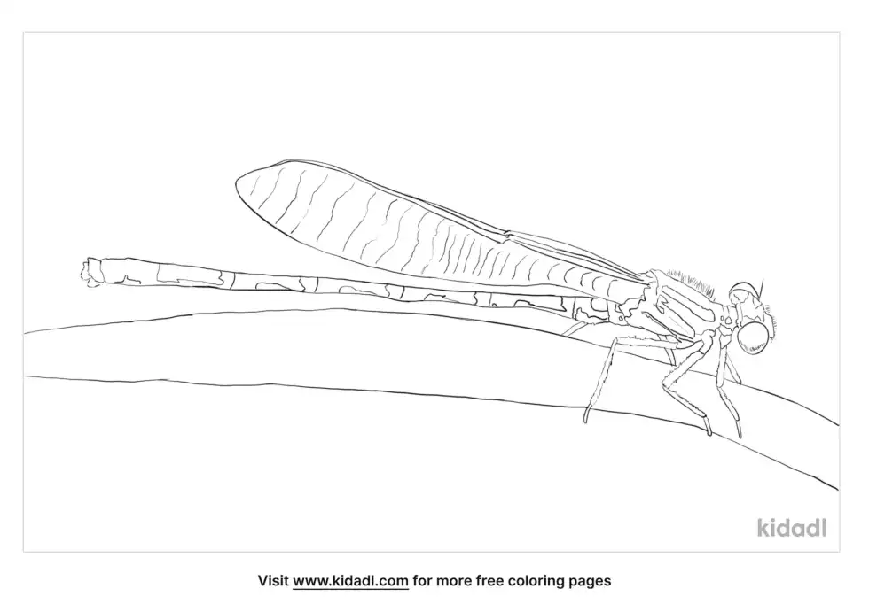 Familiar Bluet Coloring Page