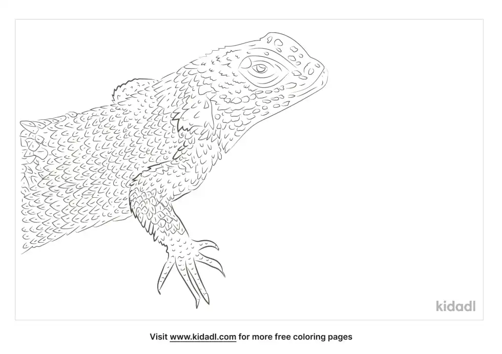 Coast Range Fence Lizard Coloring Page