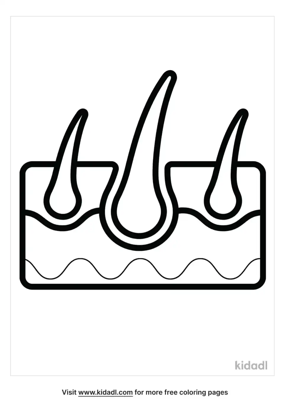 Skin And Follicles Coloring Page