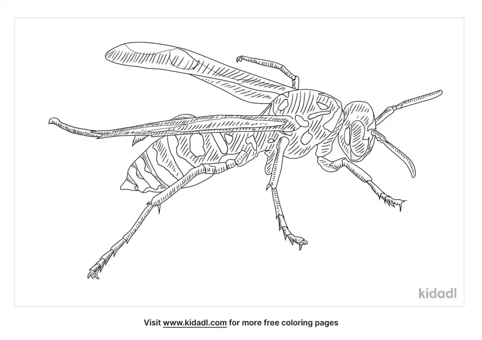 European Paper Wasp Coloring Page