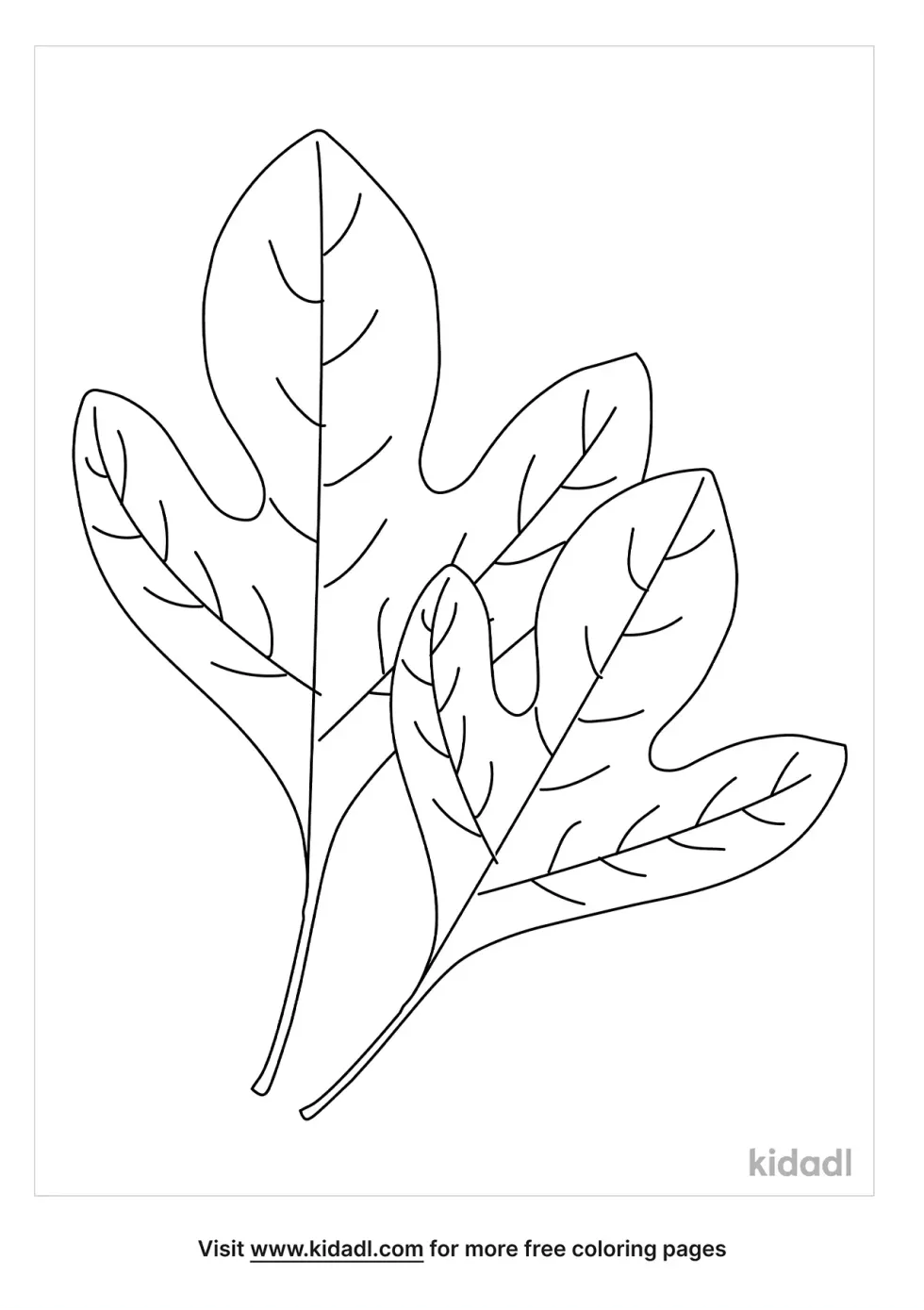 Sassafras Leaves Coloring Page