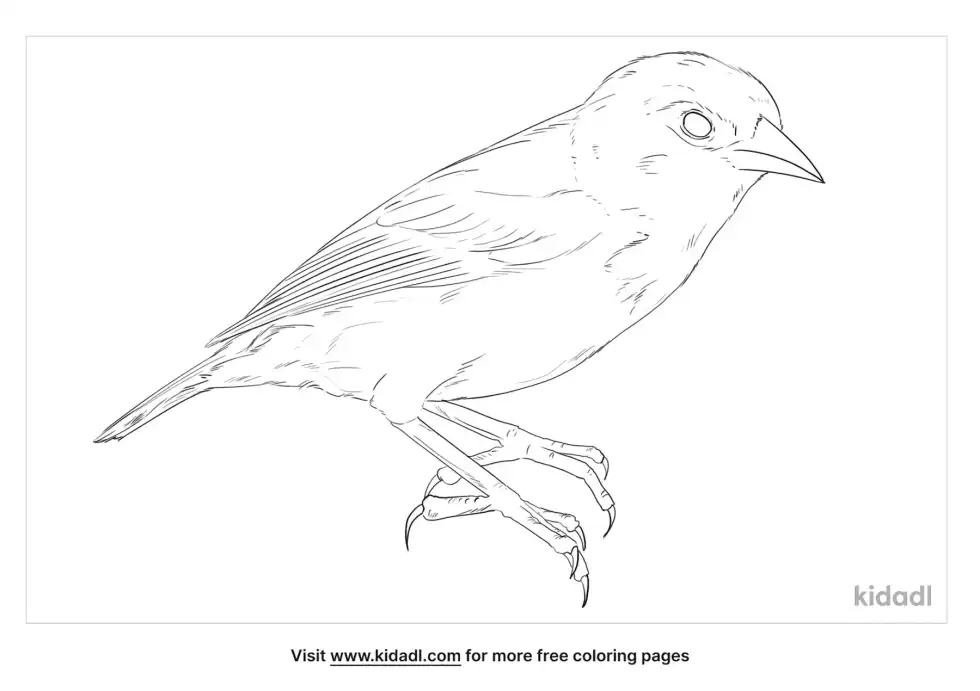 Mauritius Fody Coloring Page