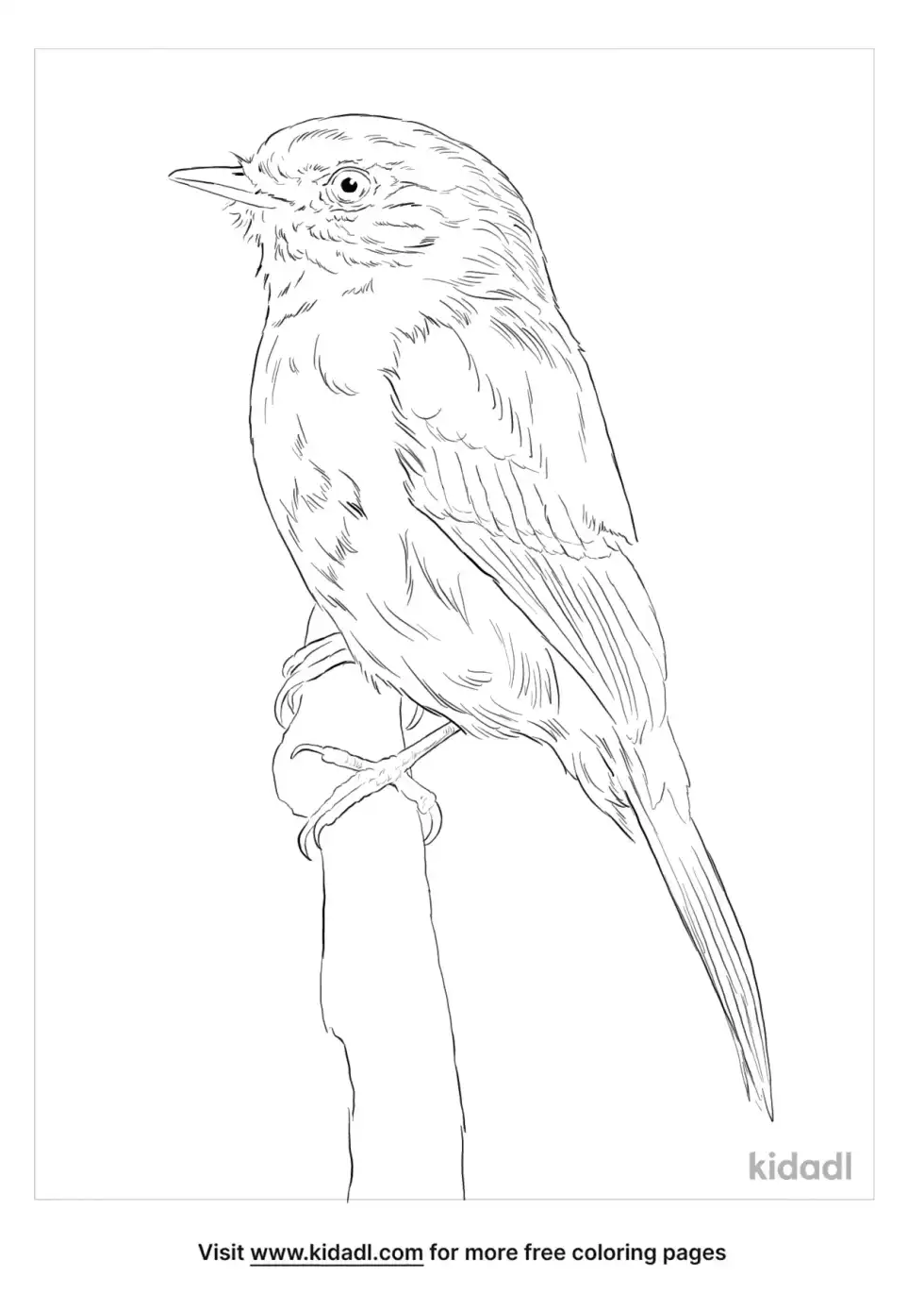 Black-Capped Flycatcher Coloring Page