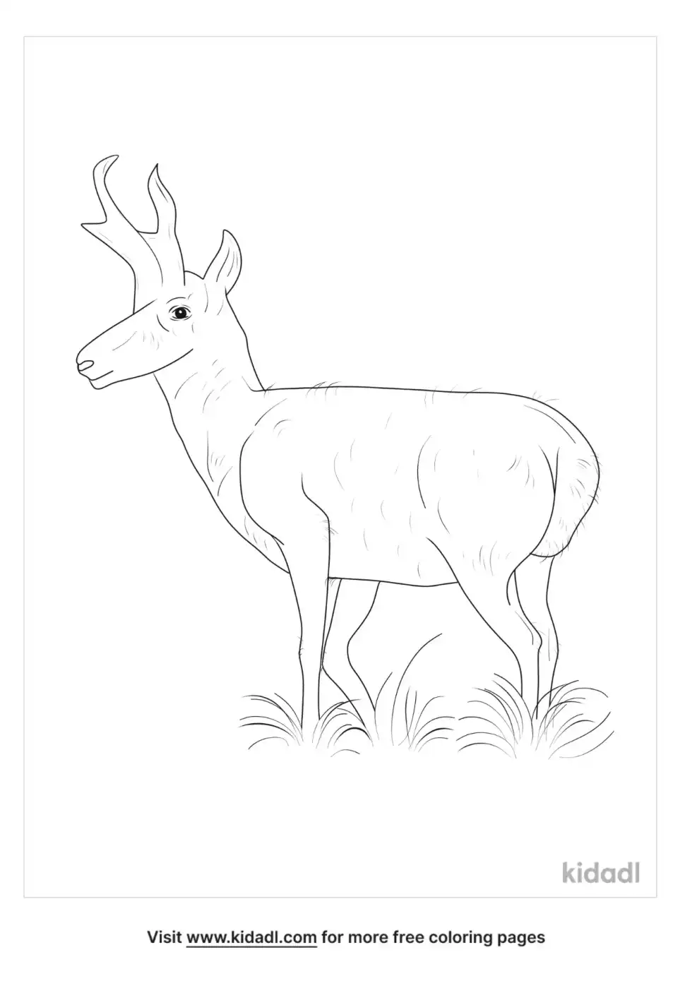 Sonoran Pronghorn Coloring Page