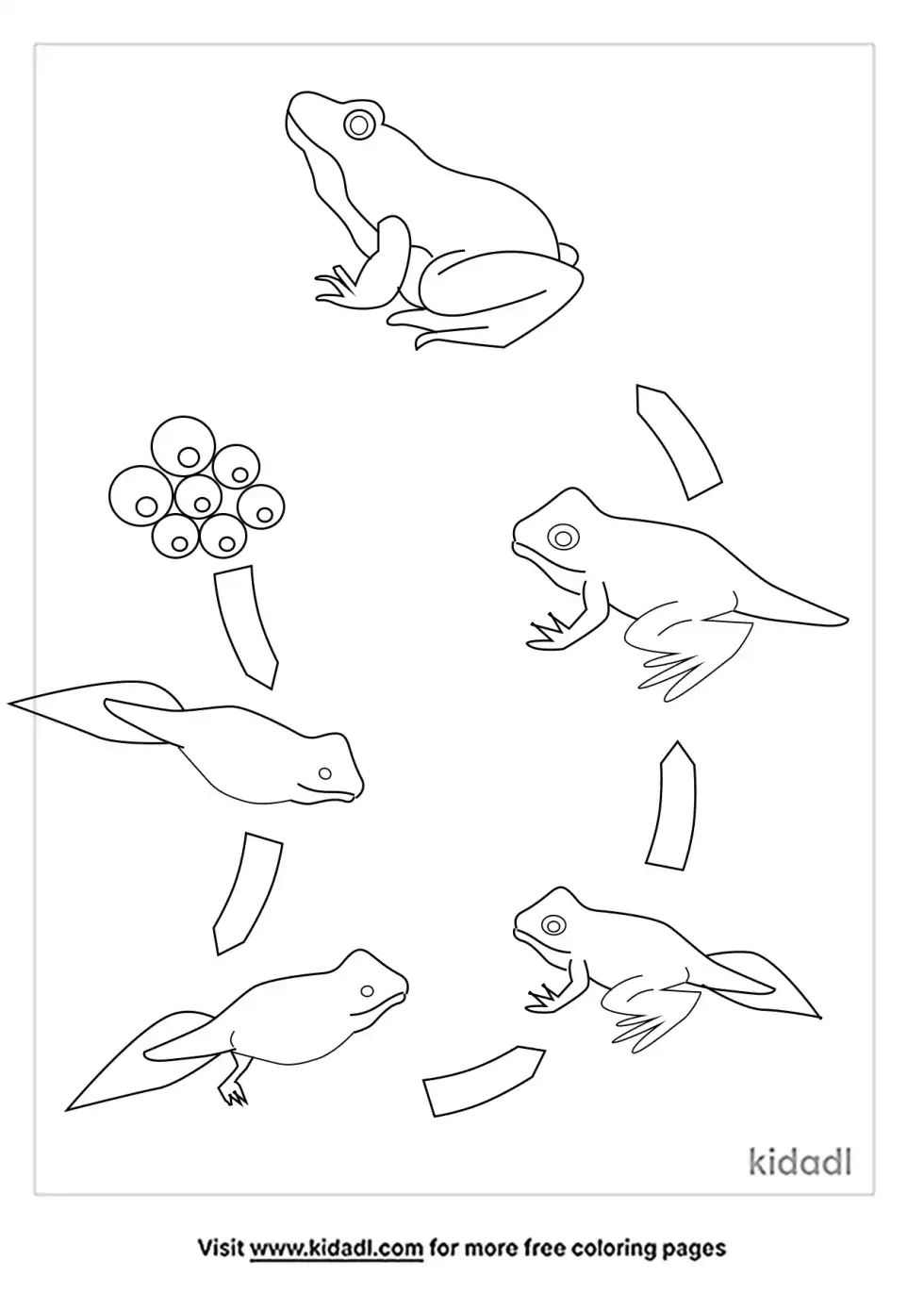 Frog Life Cycle Coloring Page