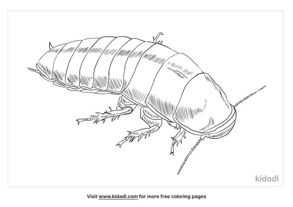 Brown-Hooded Cockroach Coloring Page
