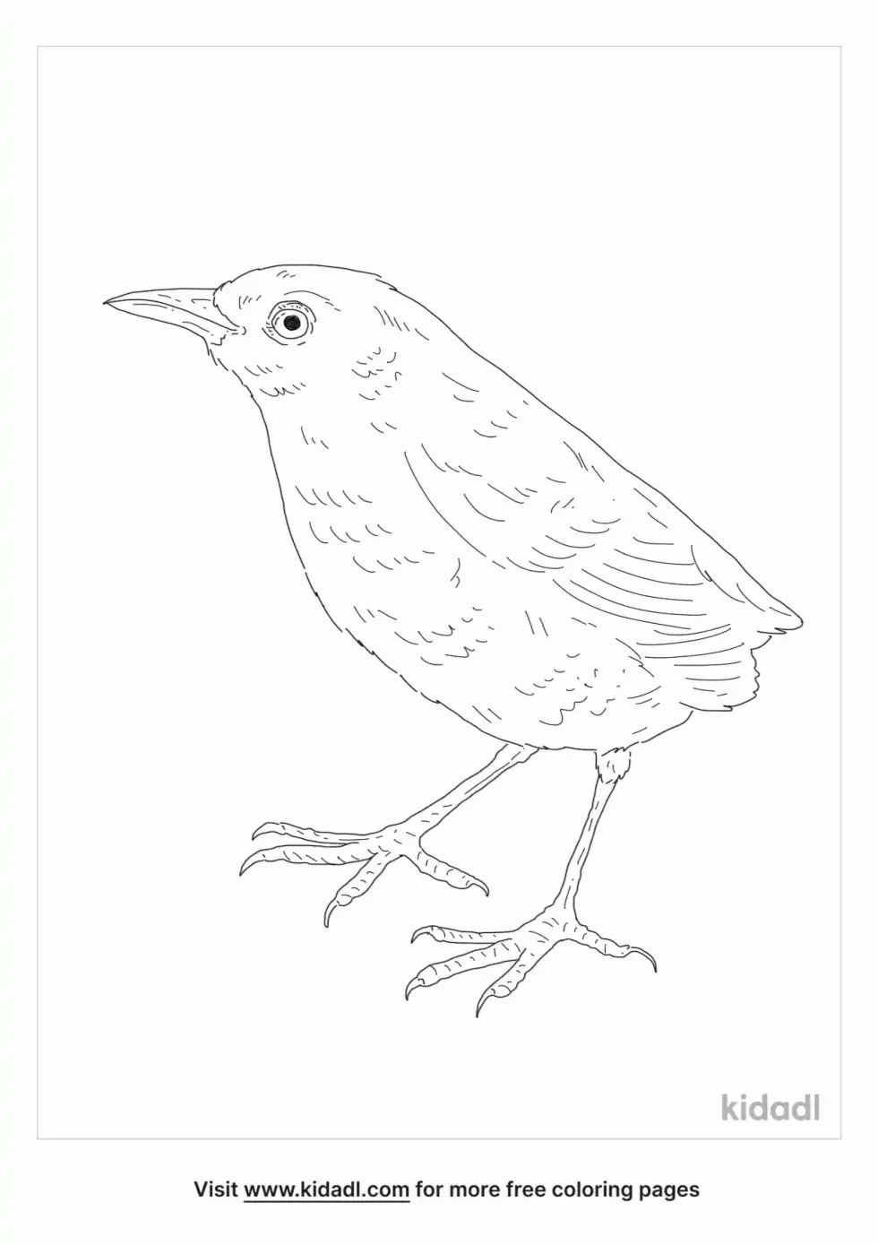 Stephens Island Wren Coloring Page