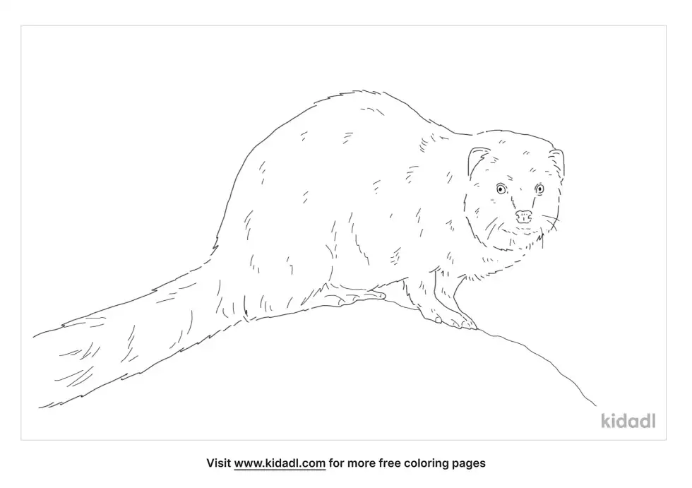 Small Indian Mongoose Coloring Page