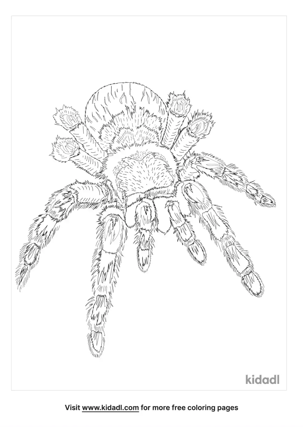 Money Spider Coloring Page