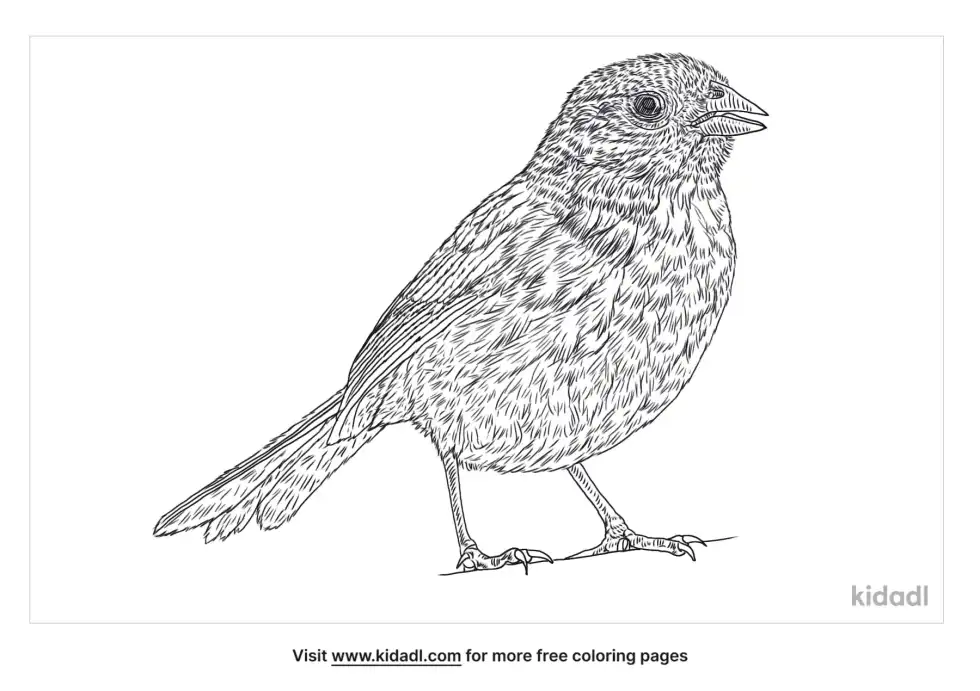 Black-Capped Sparrow Coloring Page