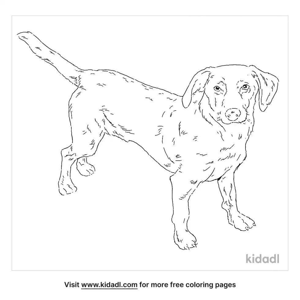 Dachsador Coloring Page