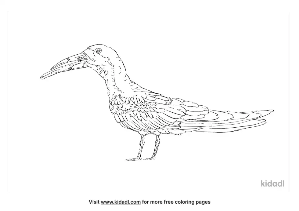 Black Skimmer Coloring Page