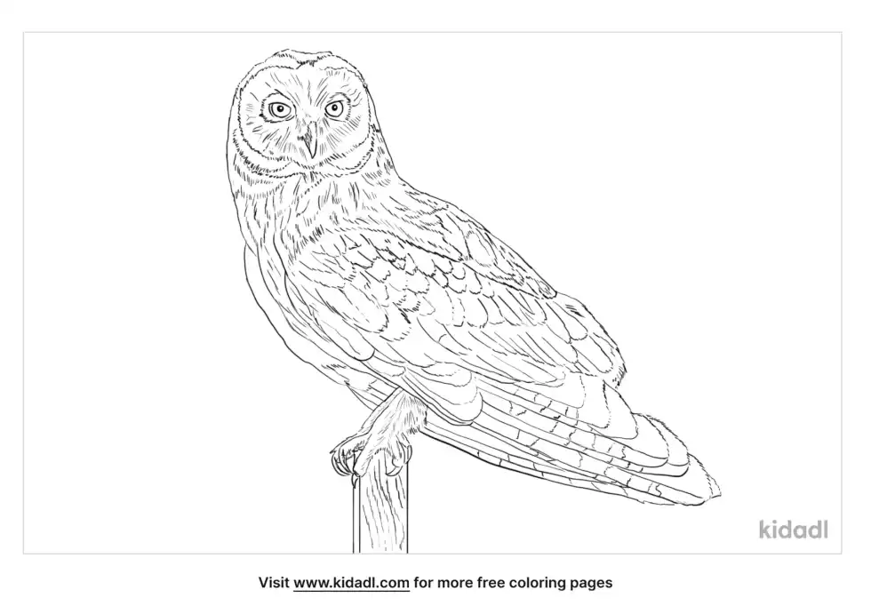 Short-Eared Owl Coloring Page