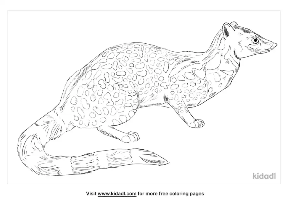 Giant Forest Genet Coloring Page