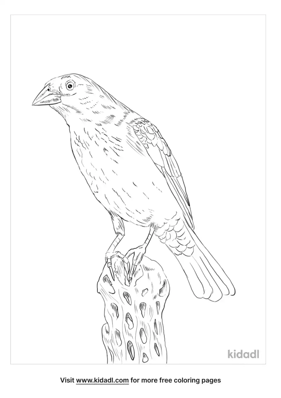 Bronzed Cowbird Coloring Page