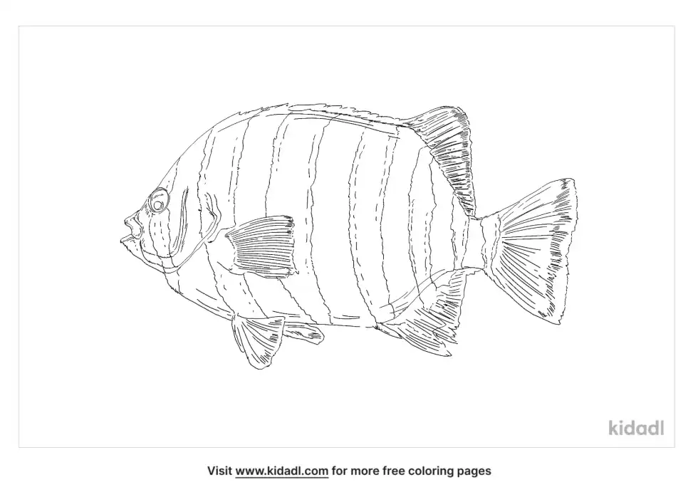Barred Knifejaw Coloring Page