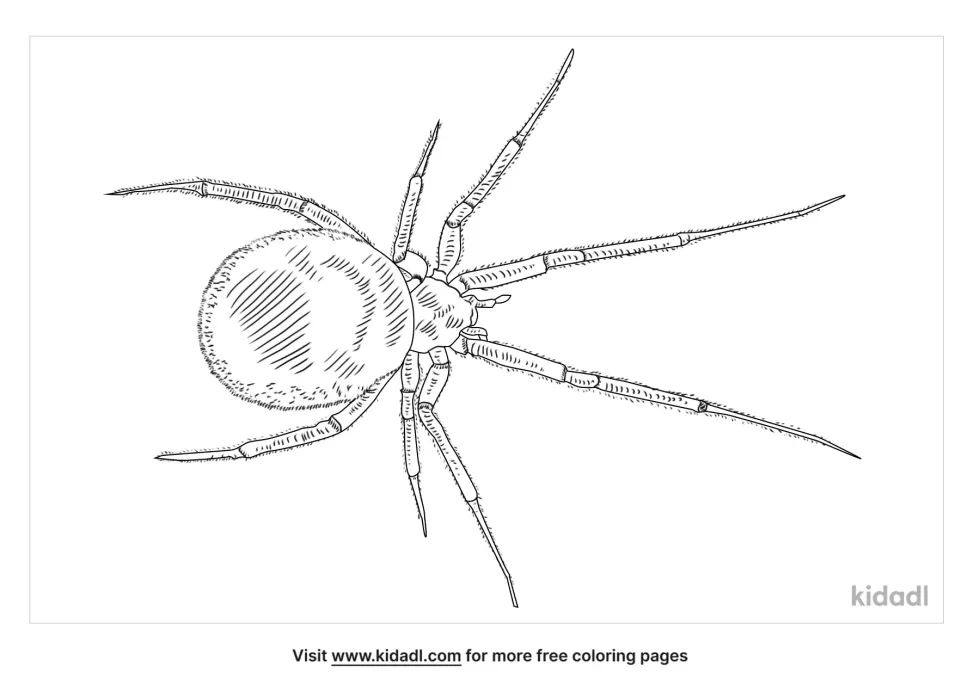 Steatoda Grossa Coloring Page