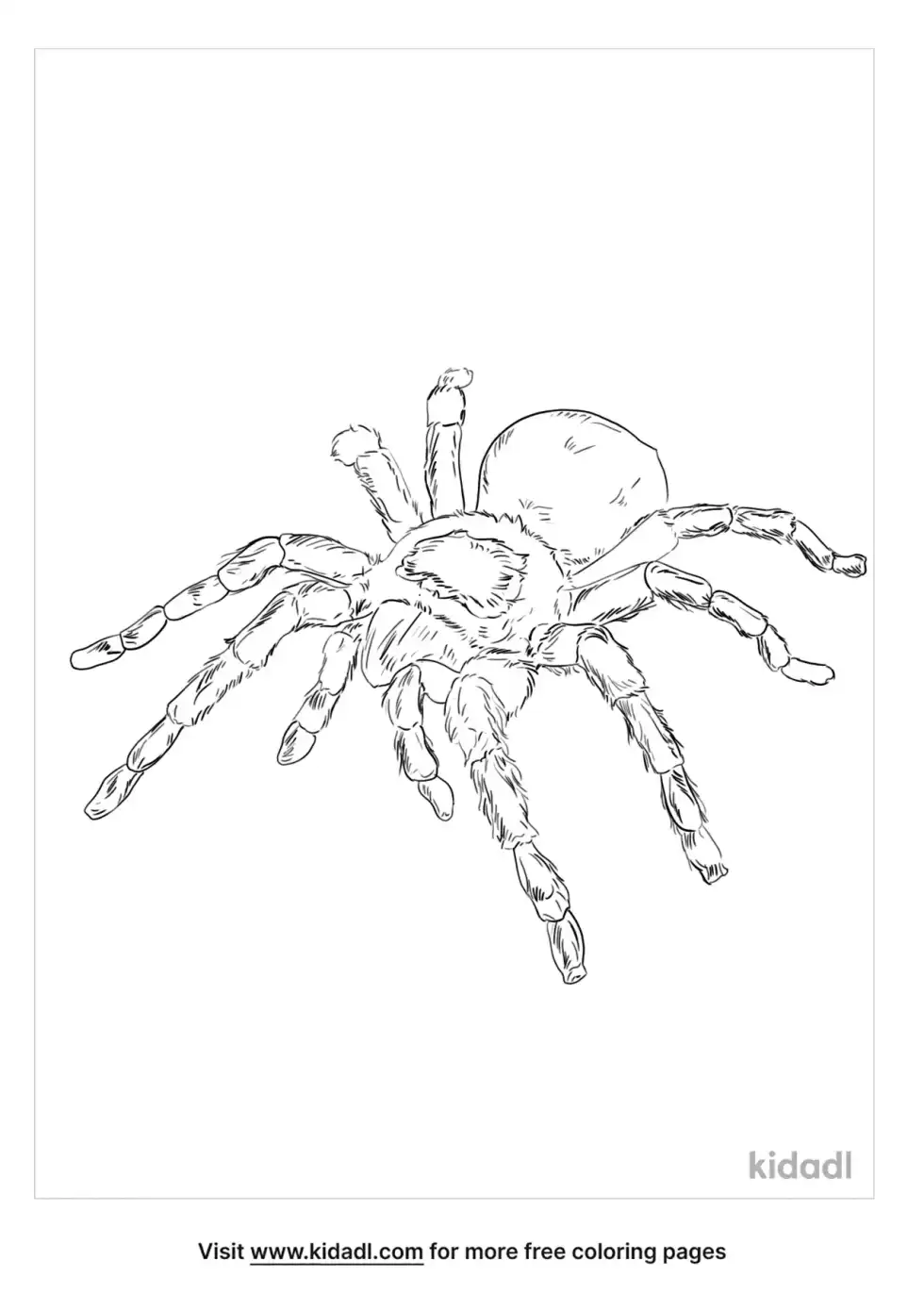 Tarantula Spider Coloring Page