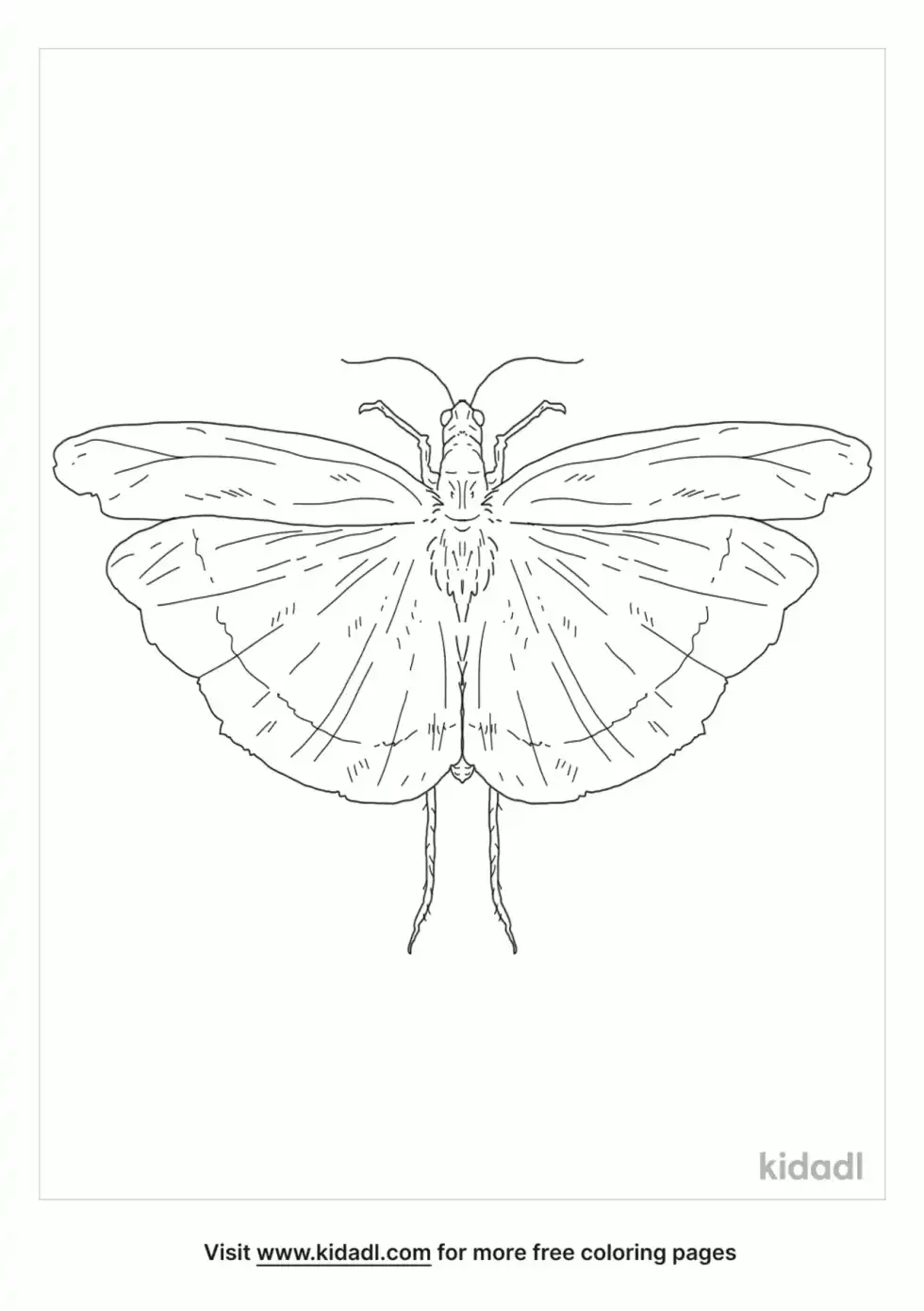 Carolina Locust Coloring Page