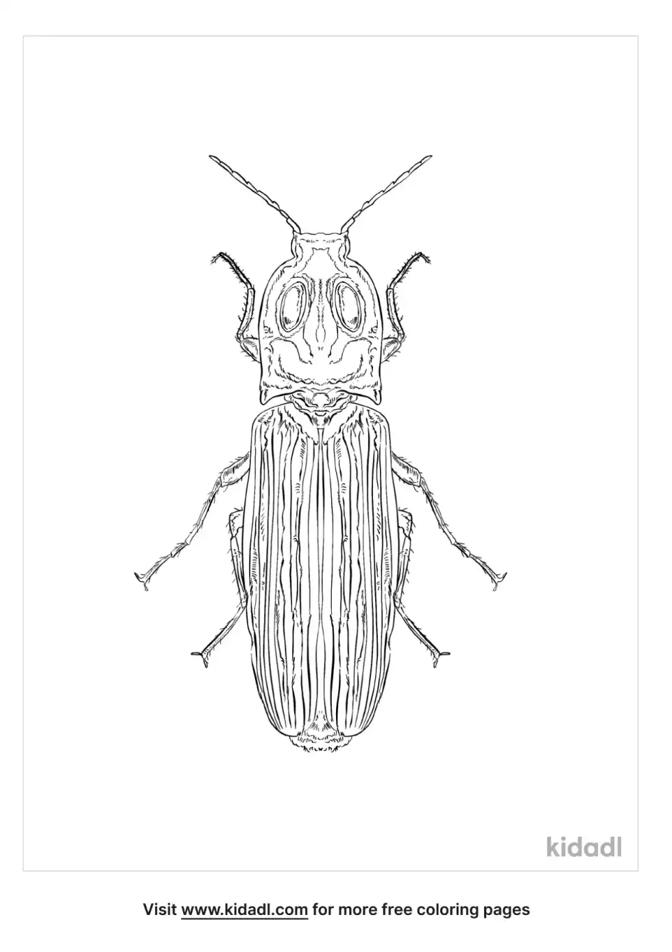 Eastern Eyed Click Beetle Coloring Page