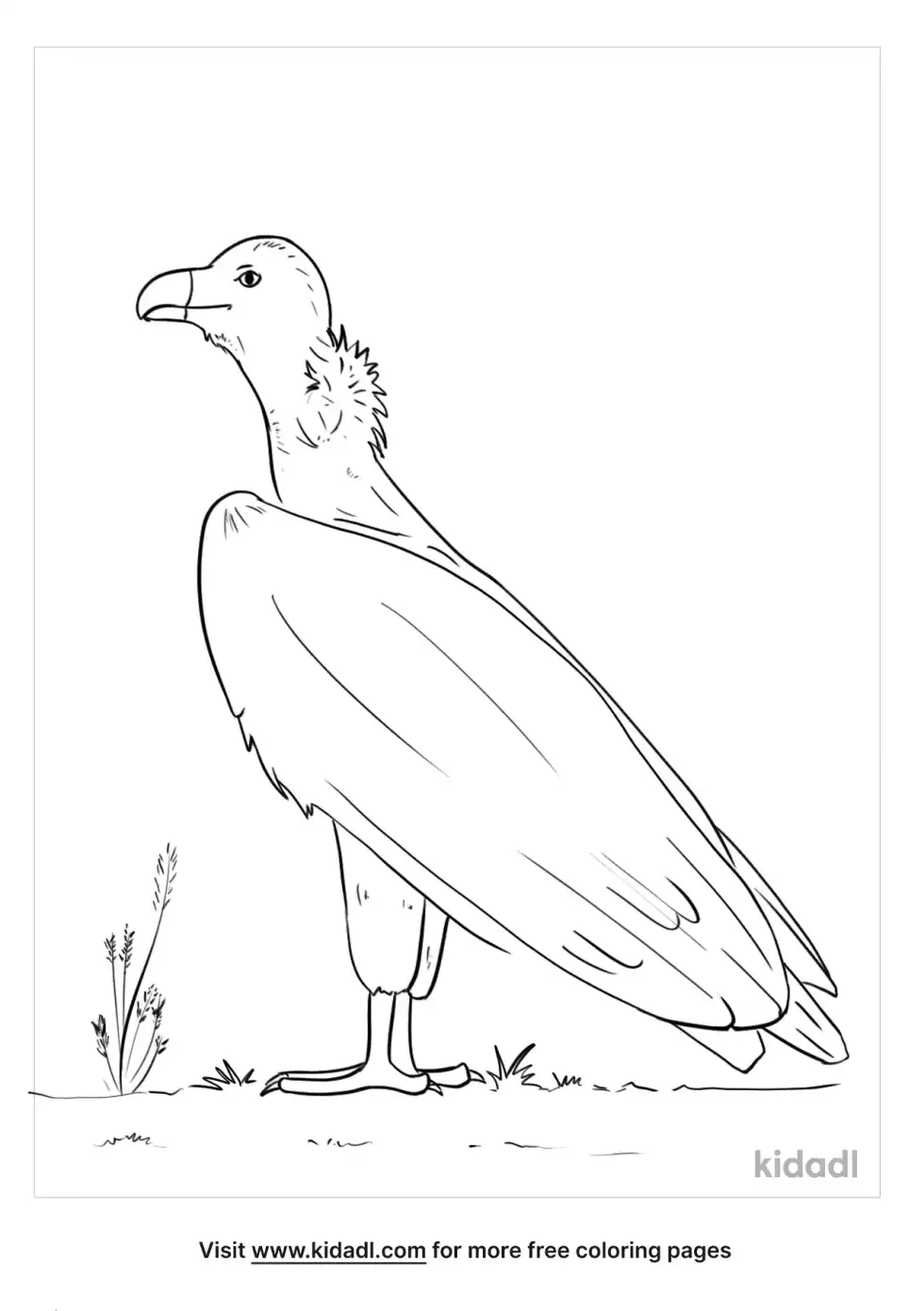 African Hooded Vulture Coloring Page