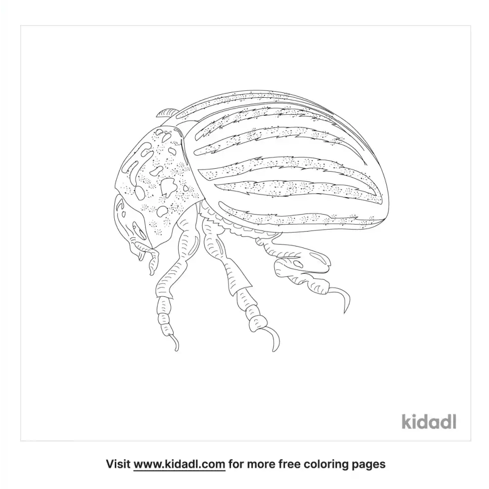 False Potato Beetle Coloring Page