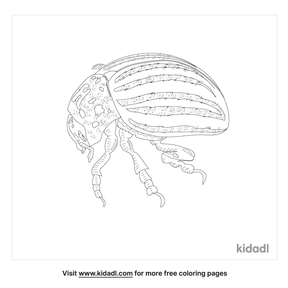 False Potato Beetle Coloring Page