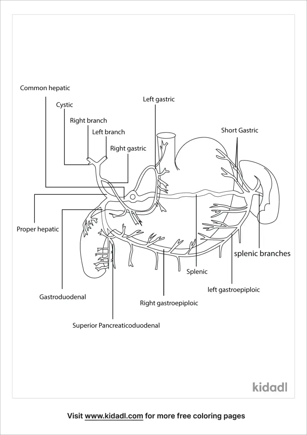 Celiac Trunk Coloring Page